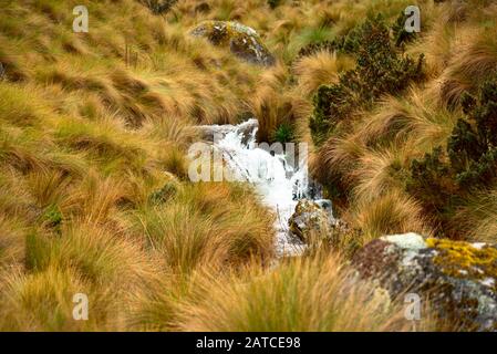 Fließender Bach umgeben von Ichu Gras Huascarán Nationalpark Peru Stockfoto