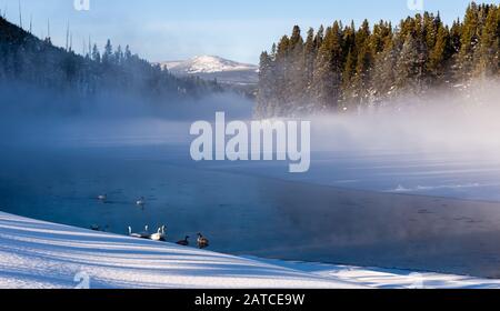 Der Trompeter schwänzt im Winter am Yellowstone River im Nebel. Yellowstone National Park, Wyoming, USA Stockfoto