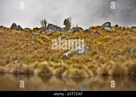 Steamy foggy grasig Wiese im Huascarán Nationalpark Peru Stockfoto