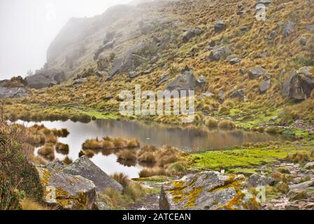 Stielige, neblige, felsige Wiese im Huascarán-Nationalpark Peru Stockfoto