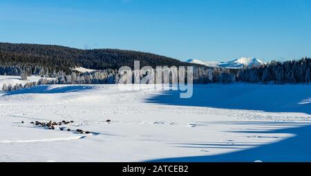 Eine Bison Herde, die im Schnee im Hsyden Valley weidete. Yellowstone National Park, Wyoming, USA Stockfoto