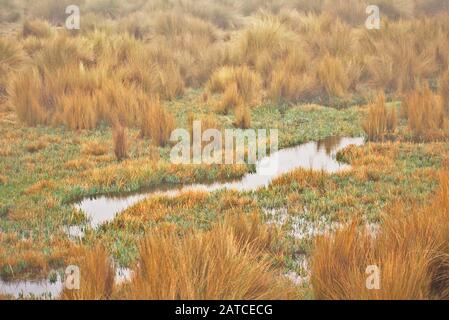 Steamy Foggy Creek, der durch eine Wiese im Huascarán National Park Peru verläuft Stockfoto