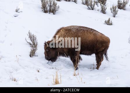 Ein Bison sucht im Tiefschnee nach Nahrung. Yellowstone National Park, Wyoming, USA Stockfoto