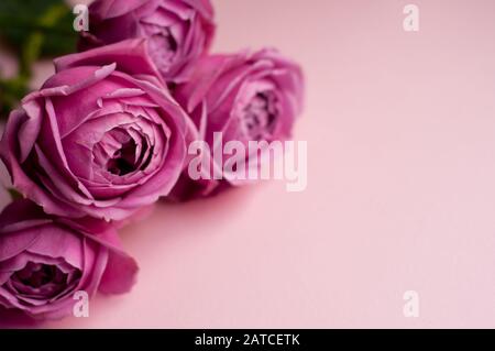 Schöne rosa Pion-rose geprägt. Blumenstrauß Strauch Rosen auf rosa Hintergrund. Platz kopieren Stockfoto