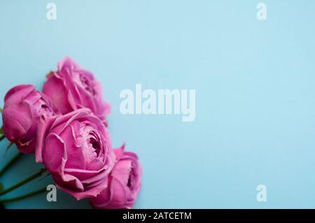 Schöne pinkfarbene, pionenförmige Rose. Strauß-Strauchrosen auf blauem Grund. Kopierbereich Stockfoto