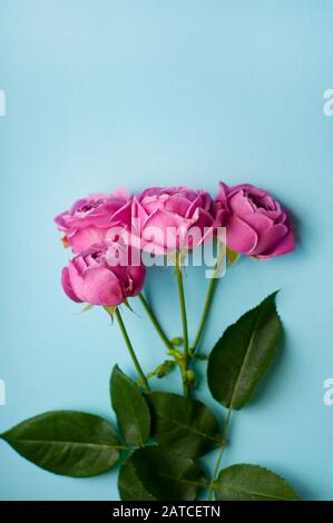 Schöne pinkfarbene, pionenförmige Rose. Strauß-Strauchrosen auf blauem Grund. Kopierbereich Stockfoto