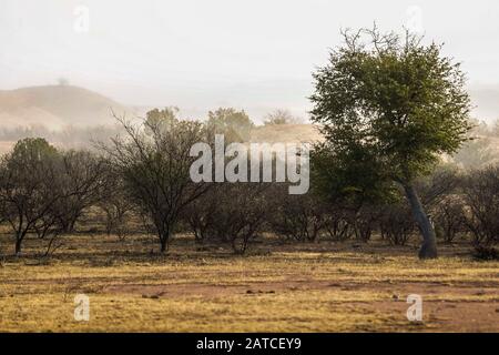 BACOACHI, SONORA. Landschaft eines Tals und Berge mit Nebel, während eines kalten Wintermorgens. Ökosystem aus Weide- und Eichenwald zwischen Cananea und Bacoachi, Sonora, Mexiko. (Foto: Luis Gutierrez / NortePhoto.com) BACOACHI, SONORA. Paisaje de un valle y sierra con neblina, durante una fría mañana de Invierno. Ecosistema de Pastizal y bosque de encinos entre Cananea y Bacoachi, Sonora, Mexiko. (Foto: Luis Gutierrez /NortePhoto.com) Stockfoto