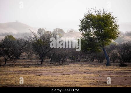 BACOACHI, SONORA. Landschaft eines Tals und Berge mit Nebel, während eines kalten Wintermorgens. Ökosystem aus Weide- und Eichenwald zwischen Cananea und Bacoachi, Sonora, Mexiko. (Foto: Luis Gutierrez / NortePhoto.com) BACOACHI, SONORA. Paisaje de un valle y sierra con neblina, durante una fría mañana de Invierno. Ecosistema de Pastizal y bosque de encinos entre Cananea y Bacoachi, Sonora, Mexiko. (Foto: Luis Gutierrez /NortePhoto.com) Stockfoto