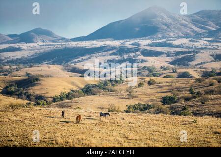 BACOACHI, SONORA. Landschaft eines Tals und Berge mit Nebel, während eines kalten Wintermorgens. Ökosystem aus Weide- und Eichenwald zwischen Cananea und Bacoachi, Sonora, Mexiko. (Foto: Luis Gutierrez / NortePhoto.com) BACOACHI, SONORA. Paisaje de un valle y sierra con neblina, durante una fría mañana de Invierno. Ecosistema de Pastizal y bosque de encinos entre Cananea y Bacoachi, Sonora, Mexiko. (Foto: Luis Gutierrez /NortePhoto.com) Stockfoto