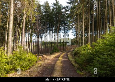 Frühe Frühlingslandschaft mit Landstraße im Kiefernwald. Südböhmen. Stockfoto