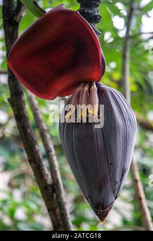 Makro-Nahaufnahme ganzer blütenförmigen Infloreszenzen der schwarzen Hülse des Musa acuminata plantain Bananenbaums. Tiefrotes großes Blatt und kleine Blumen Stockfoto