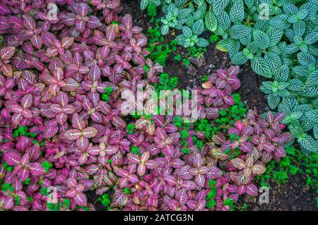 Pink Angel Nervenpflanze und grüne Blätter bedecken den Boden als Kulisse. Leuchtende Farben im Kontrast zum dunkelbraunen Boden. Aufnahme bei Tageslicht Stockfoto