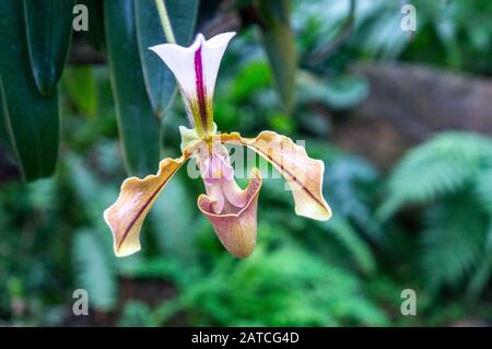Makrofoto von Single Venus Slipper Gelb und Rosa Orchidee mit einem kühlen, gezungten Dschungelhintergrund. Bei Tageslicht in einem botanischen Garten Stockfoto