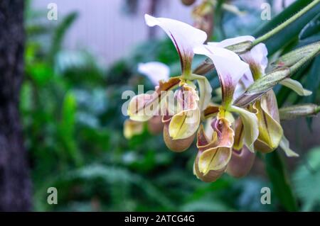 Gruppe gelber und violetter Venusschlittenorchideenblüten in Makroblüte. Verschwommener Hintergrund des Dschungel-Themas bei Tageslicht in botanischen Gärten Stockfoto