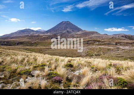 Malerische Aussicht auf Mount Doom (Mount Ngauruhoe) über Tussock-Gras-Wühlland im Tongariro Nation Park, Neuseeland, Nordinsel Stockfoto