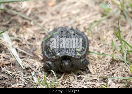 Baby-Schnappschildkröte Stockfoto