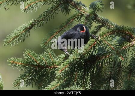 Roter Winged Blackbird Stockfoto