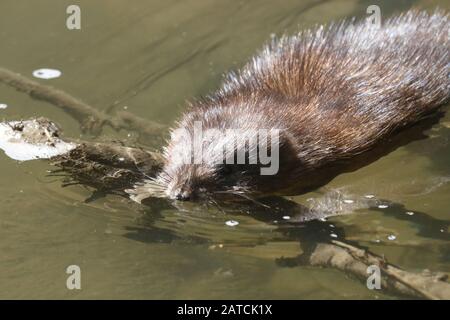 Moschusratte schwimmt im Fluss Stockfoto