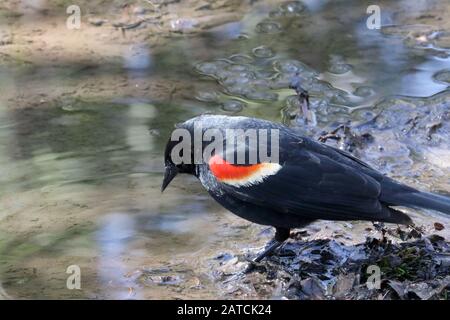 Roter Winged Blackbird Stockfoto