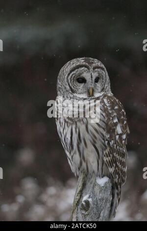 Gesperrte Eule im Naturreservat Stockfoto