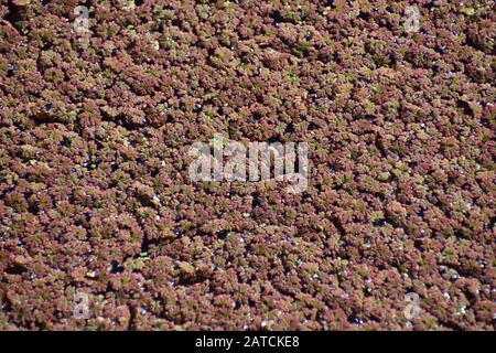 Eine dicke Schicht der rötlichen Wasserpflanze, der mexikanische Mückenfarn (Azolla mexicana) bedeckt die Oberfläche von Watsonville Slough in Kalifornien Stockfoto