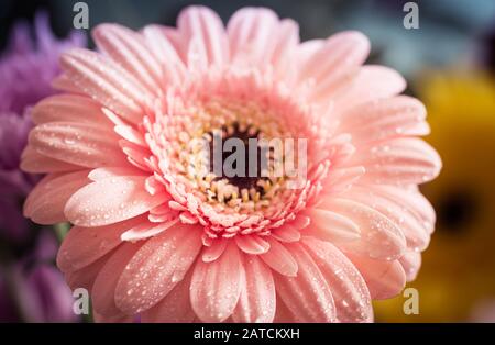 Makrofoto auf den rosafarbenen, von Wassertropfen überzogenen Blumenblättern von Gerbera. Stockfoto