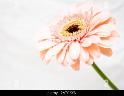 Makrofoto einer Lebendigen Pink Gerbera Daisy Vor weißem Hintergrund Stockfoto