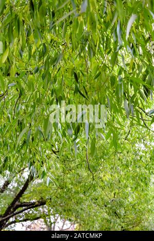 Weeping Willow Tree Laub Hintergrund. Trauerweide Äste mit grünen Blättern. Nahaufnahme der grünen Laub von Weinen Willow Tree Stockfoto
