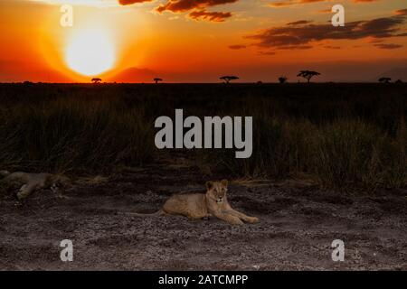 Afrikanische Löwen (Panthera leo) juvenile Männchen ruhen bei Sonnenuntergang im Amboseli National Park, Kenia, auf der Savanne Stockfoto
