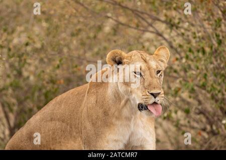 Afrikanischer Löwe (Panthera leo) weiblich im Akazienwald in Masai Mara Game Reserve, Kenia Stockfoto