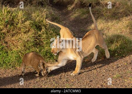 African Lion (Panthera leo) spielt mit einer Löwin in Mara North Conservancy, Kenia Stockfoto