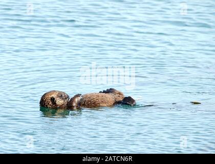 Babyseeotter schwimmt in Wasser. Stockfoto