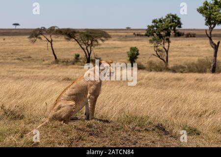 Afrikanischer Löwe (Panthera leo) weiblich auf einem Termitenhügel in Mara North Conservancy, Kenia Stockfoto