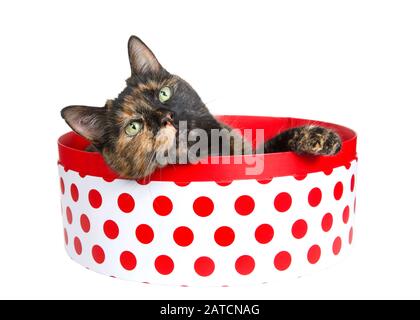 Tortoiseshell-Tortie-Torbie-Katze, die in einem runden weißen Kasten mit roten Polka-Punkten liegt, die über der Seite stehen, Pfote auf dem Kasten, das etwas über dem Betrachter blickt. Isola Stockfoto