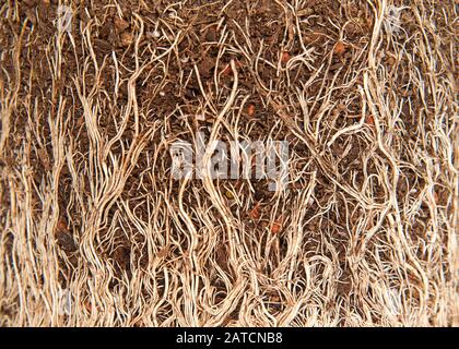 Nahaufnahme der rootgebundenen Pflanze, Hintergrund der Wurzeln und des Bodens. Wurzelbindung bezeichnet Wurzeln der Pflanzen, die rund um den Topf wachsen und das Wachstum stoppen. Die Stockfoto