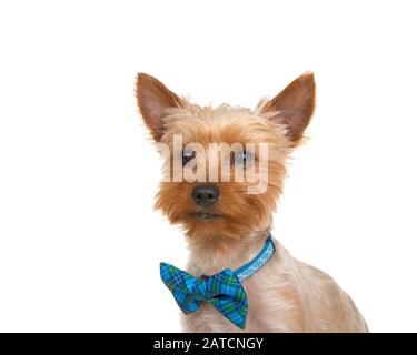 Porträt eines liebenswerten Yorkshire Terrier, der einen generischen blauen Kragen mit einer blauen Krawatte trägt, die den Zuschauern nach links blickt. Isoliert auf weißem Hintergrund. Stockfoto