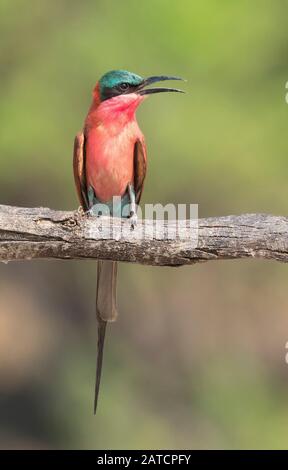 Südkarminen-Biene-Esser thront Stockfoto