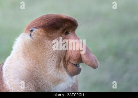 Männlich Proboscis Monkey, Porträt Stockfoto