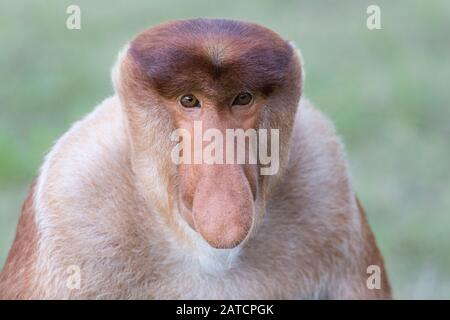 Monkeportrait Für Männliche Proboscis Stockfoto