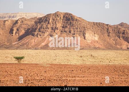 Einsamer Akazienbaum auf Talboden im Timna Park, Negev Wüste Stockfoto