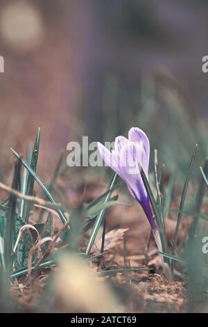 Einzelne Krokus Vernus oder Versicolor weiße und violett-rosafarbene Blume auf der Wiese der italienischen Alpen Stockfoto