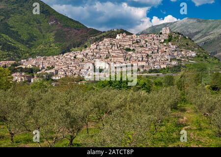 Bergstadt Morano Calabro, Olivenhain, am Rande des Orsomarso-Massivs, Nationalpark Pollino, Kalabrien, Italien Stockfoto