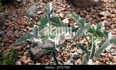 Kalanchoe beharensis ist eine immergrüne saftige mehrjährige Pflanze in der Familie Crassulaceen. Diese Pflanze hat den Preis der Royal Horticultural Society erhalten. Stockfoto