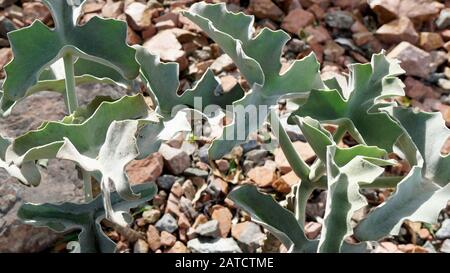 Kalanchoe beharensis ist eine immergrüne saftige mehrjährige Pflanze in der Familie Crassulaceen. Diese Pflanze hat den Preis der Royal Horticultural Society erhalten. Stockfoto