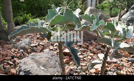 Kalanchoe beharensis ist eine immergrüne saftige mehrjährige Pflanze in der Familie Crassulaceen. Diese Pflanze hat den Preis der Royal Horticultural Society erhalten. Stockfoto