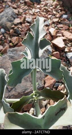 Kalanchoe beharensis ist eine immergrüne saftige mehrjährige Pflanze in der Familie Crassulaceen. Diese Pflanze hat den Preis der Royal Horticultural Society erhalten. Stockfoto