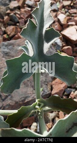 Kalanchoe beharensis ist eine immergrüne saftige mehrjährige Pflanze in der Familie Crassulaceen. Diese Pflanze hat den Preis der Royal Horticultural Society erhalten. Stockfoto