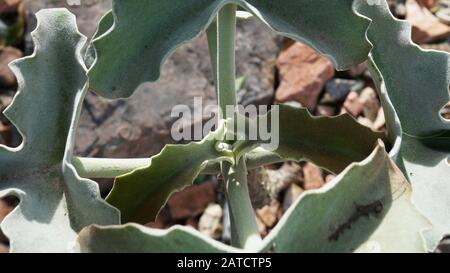 Kalanchoe beharensis ist eine immergrüne saftige mehrjährige Pflanze in der Familie Crassulaceen. Diese Pflanze hat den Preis der Royal Horticultural Society erhalten. Stockfoto