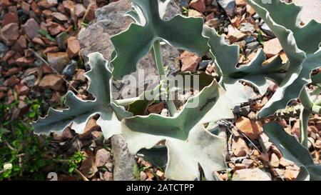 Kalanchoe beharensis ist eine immergrüne saftige mehrjährige Pflanze in der Familie Crassulaceen. Diese Pflanze hat den Preis der Royal Horticultural Society erhalten. Stockfoto