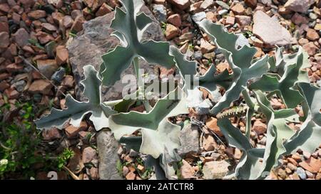 Kalanchoe beharensis ist eine immergrüne saftige mehrjährige Pflanze in der Familie Crassulaceen. Diese Pflanze hat den Preis der Royal Horticultural Society erhalten. Stockfoto